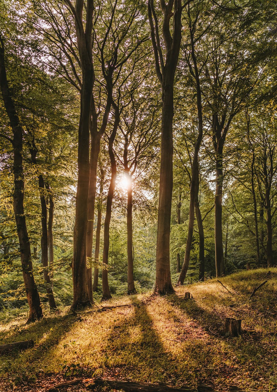 photography of forest